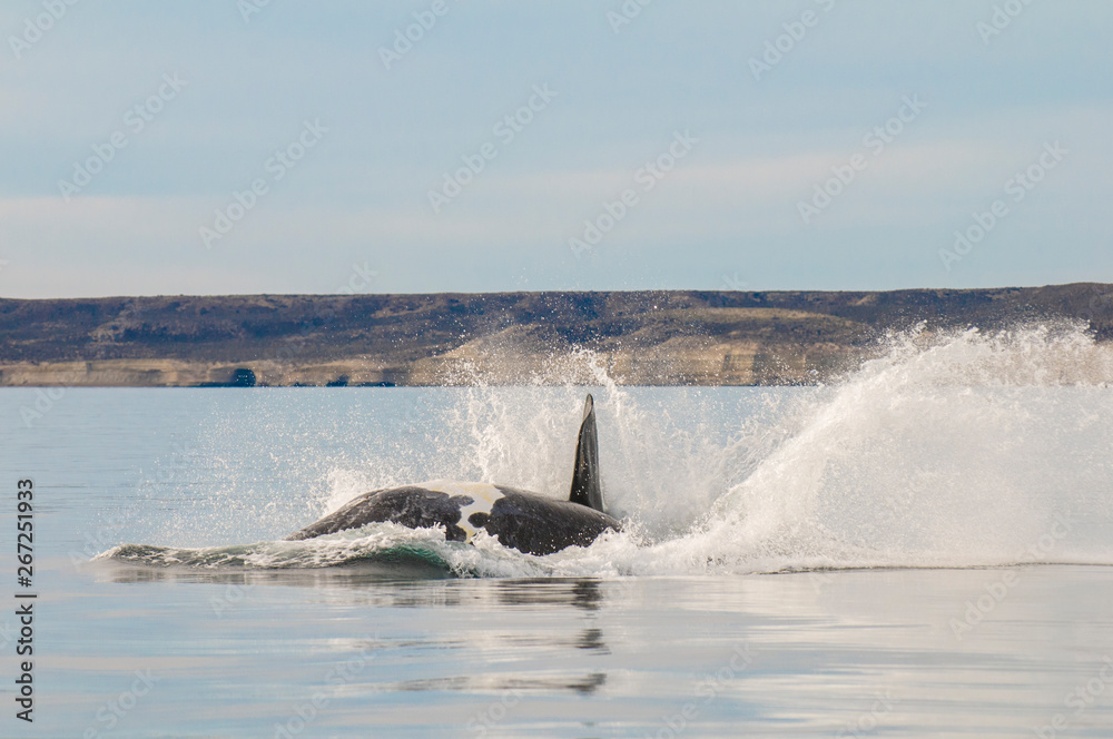 Fototapeta premium Southern right whale,jumping behavior, Puerto Madryn, Patagonia, Argentina