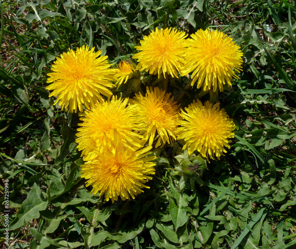 Wild yellow dandelion flower fluffy head. Wild flowers blooming in spring. Summer background. Spring blossom background. Flower background. Wild yellow dandelion flower fluffy head. Wild flowers blooming in spring. Summer background. Spring blossom background. Flower background.