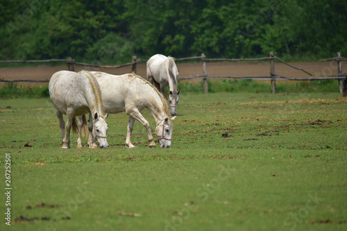 horses grazing in a meadow © Croato