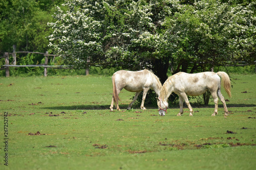 Two horses in a field