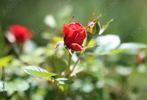 Rose flower