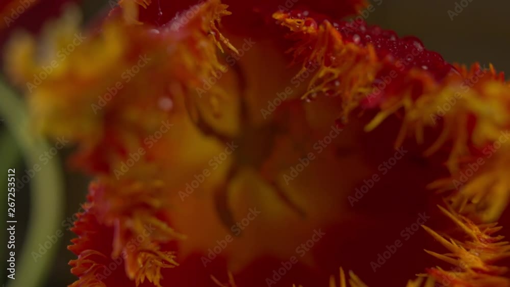 Abstract super macro flower with drops of water, shallow depth of field, focus transition Abstract super macro flower with drops of water, shallow depth of field, focus transition