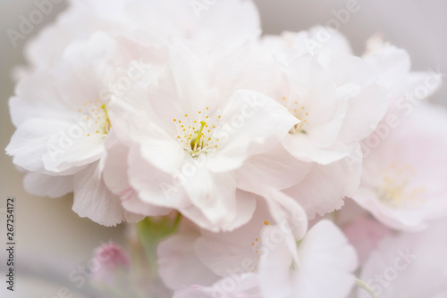 Cherry Blossom - Sakura