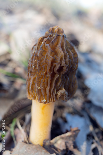 morel close up