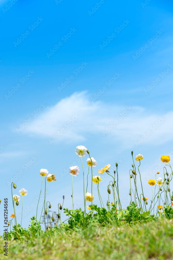 Blooming meadow with poppies flower on the blue sky background, sunshine in summer season