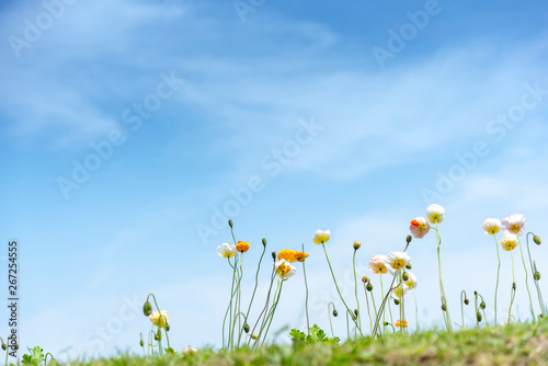 Blooming meadow with poppies flower on the blue sky background  sunshine in summer season