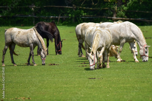 herd of horses on a pasture