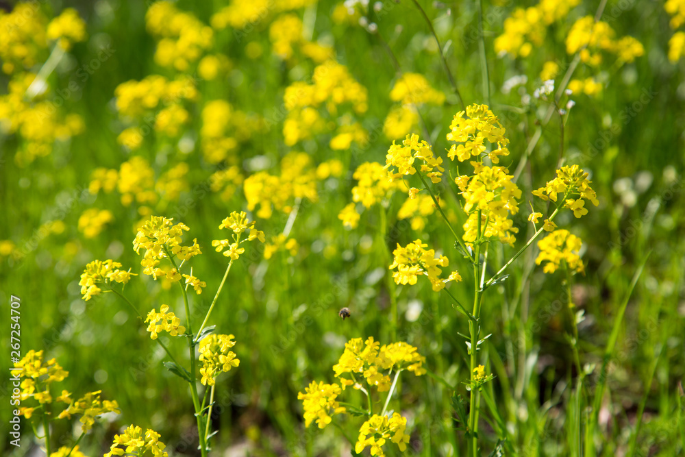 Background of yellow flowers bittercress. Selective focus. Background of yellow flowers bittercress. Selective focus.