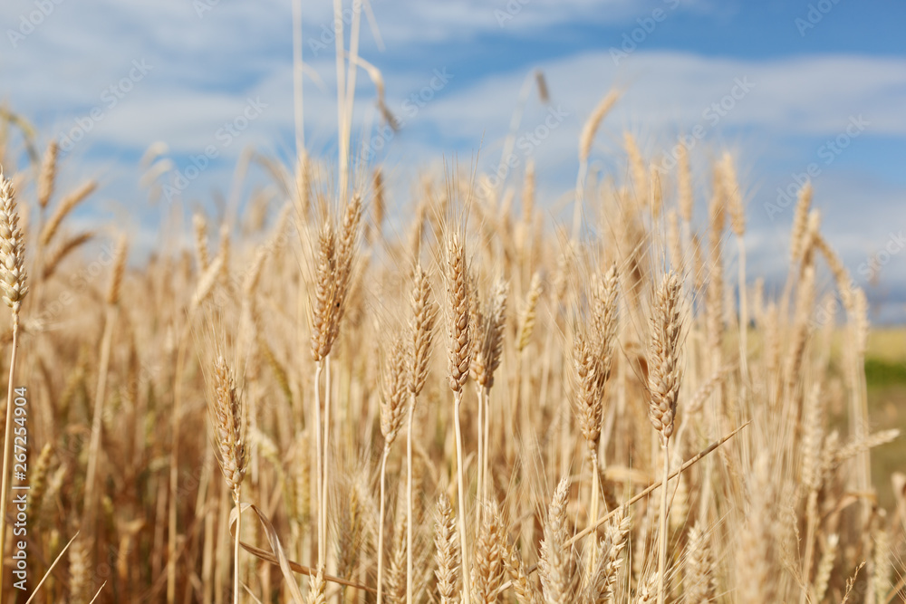 Wheat field in summer sunset light Wheat field in summer sunset light