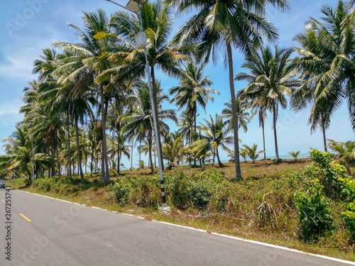 Coconut trees on the beach.