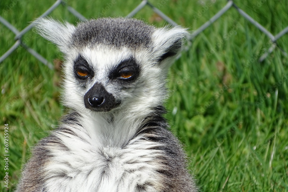 Cute ring-tailed lemurs at the zoo Cute ring-tailed lemurs at the zoo