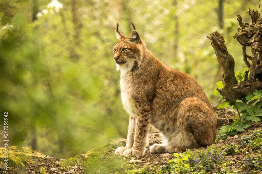 Close up portrait of European Lynx sitting and resting in spring landscape in natural forest habitat, lives in forests, taiga, steppe and tundra, beautiful predator, wild cat animal in captivity, zoo
