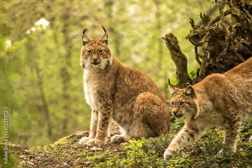 Close up portrait of European Lynx sitting and resting in spring landscape in natural forest habitat, lives in forests, taiga, steppe and tundra, beautiful predator, wild cat animal in captivity, zoo