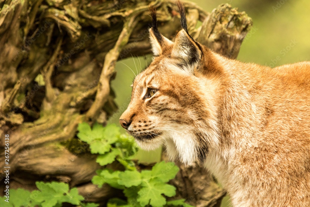 Close up portrait of European Lynx resting in spring landscape in natural forest habitat, lives in forests, taiga, steppe and tundra, animal in captivity, zoo