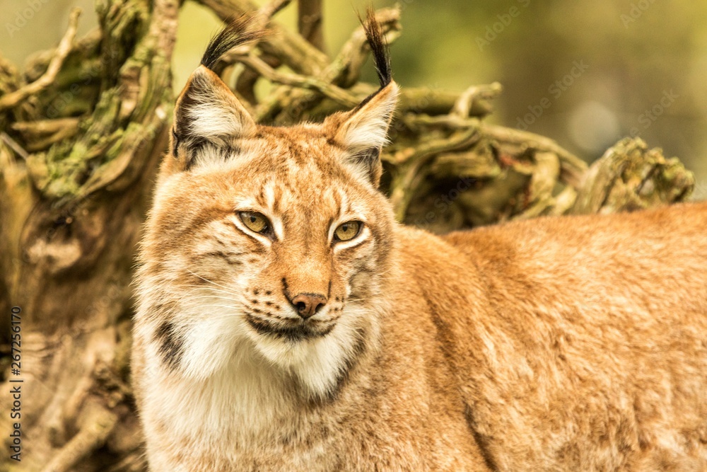 Fototapeta premium Close up portrait of European Lynx resting in spring landscape in natural forest habitat, lives in forests, taiga, steppe and tundra, animal in captivity, zoo