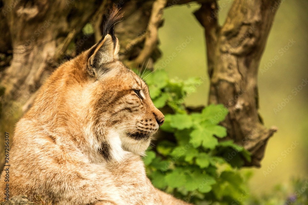 Close up portrait of European Lynx resting in spring landscape in natural forest habitat, lives in forests, taiga, steppe and tundra, animal in captivity, zoo Close up portrait of European Lynx resting in spring landscape in natural forest habitat, lives in forests, taiga, steppe and tundra, animal in captivity, zoo