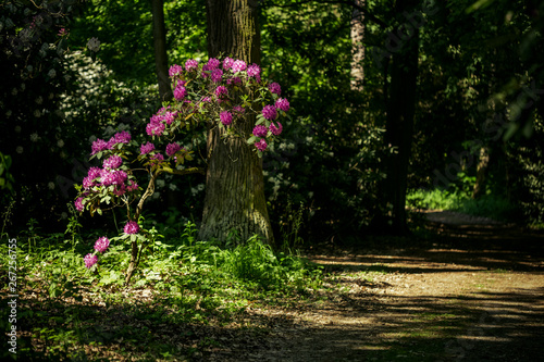 Fototapeta Naklejka Na Ścianę i Meble -  nice rhododendron in the park