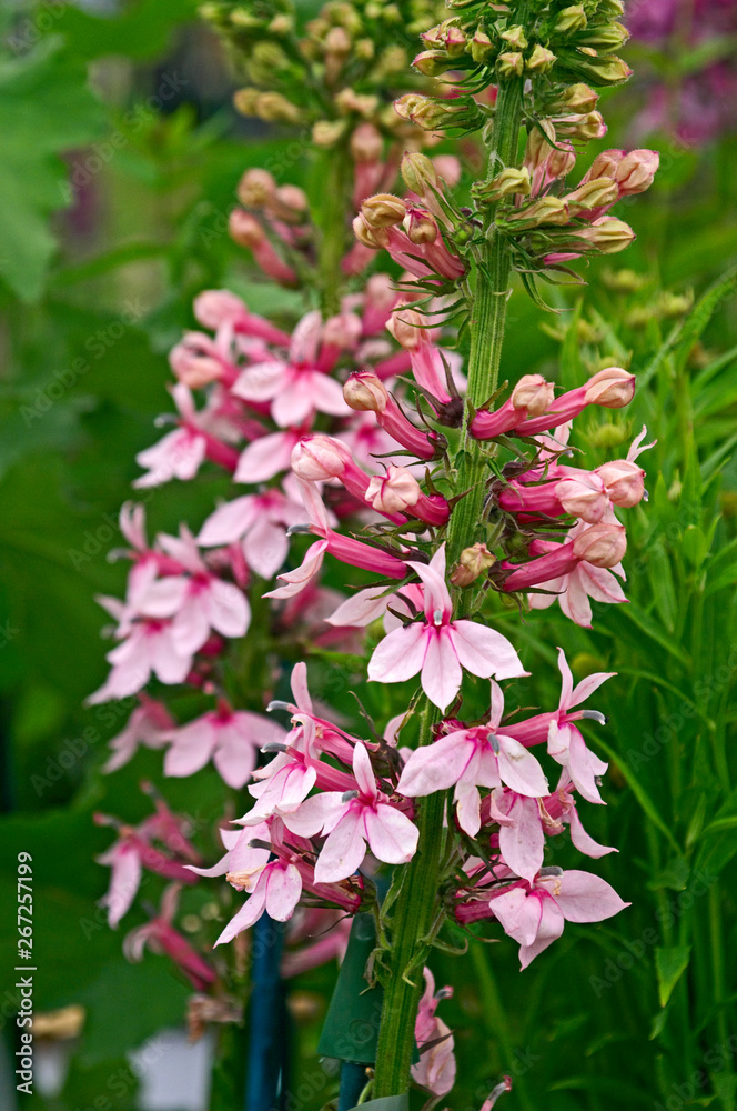 Close up of a pink Lobelia in a flower border Close up of a pink Lobelia in a flower border