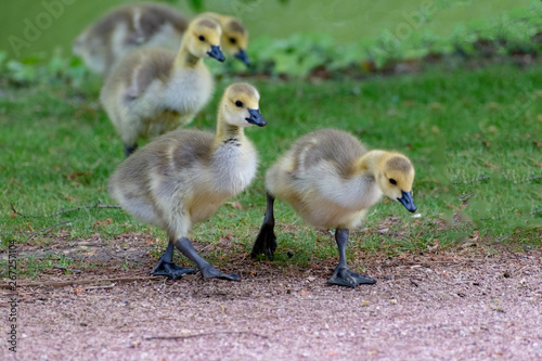 Goslings on the path © isabelle dupont