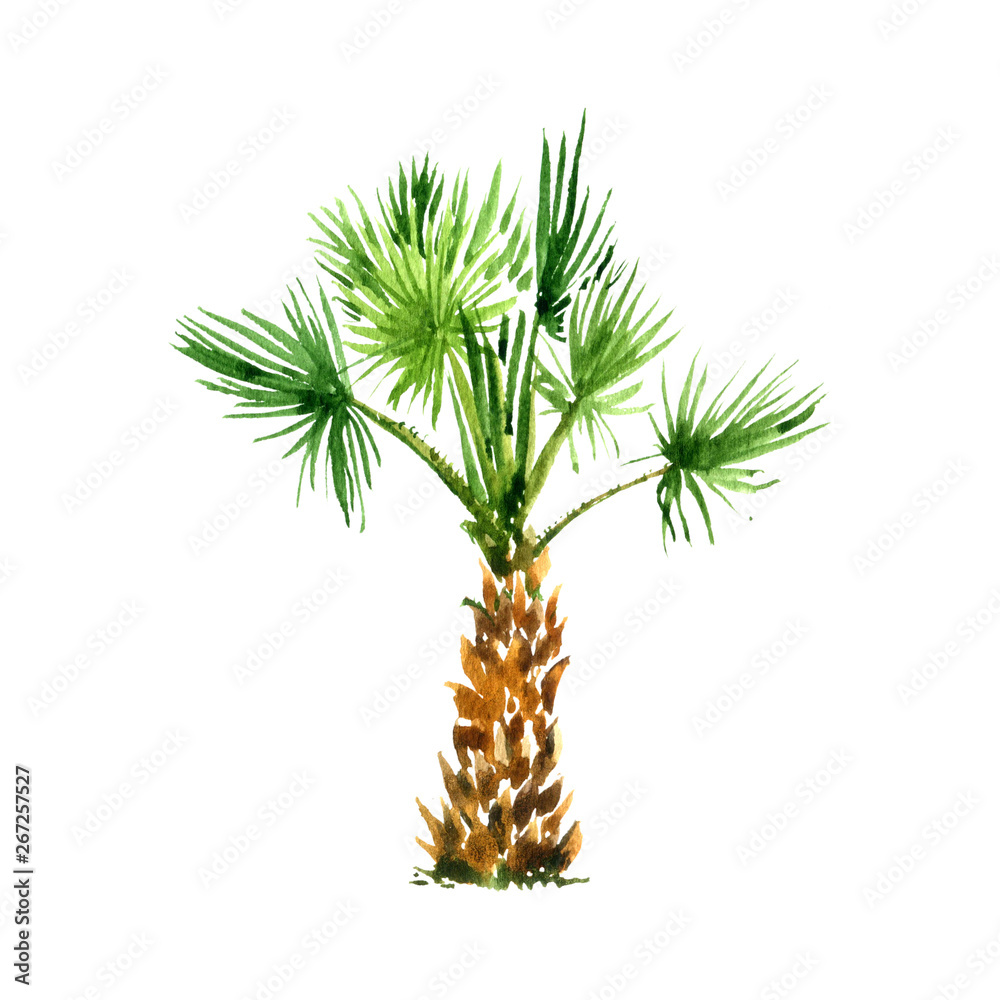 Fototapeta premium watercolor sketch of palm tree
