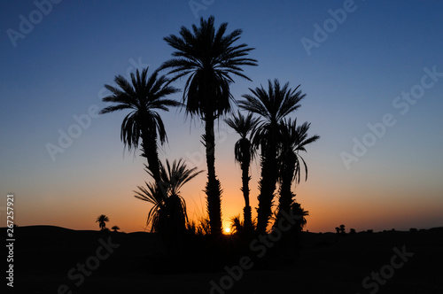 Sunset in the Sahara Desert / Sunset with palm trees in backlight in the Sahara, Morocco, Africa.