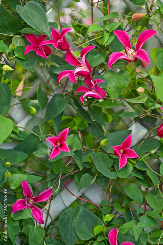 Clematis  Princess Diana  growing on a garden trellis