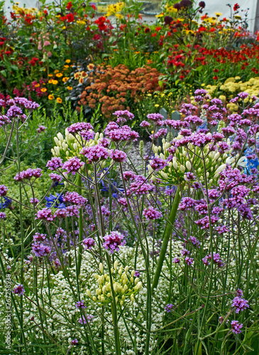 Colourful garden border with Vebena bonariensis in the foreground