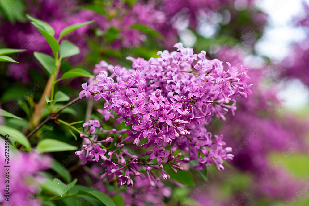 blooming lilacs on a tree. May flowers in the garden. spring Summer blooming lilacs on a tree. May flowers in the garden. spring Summer