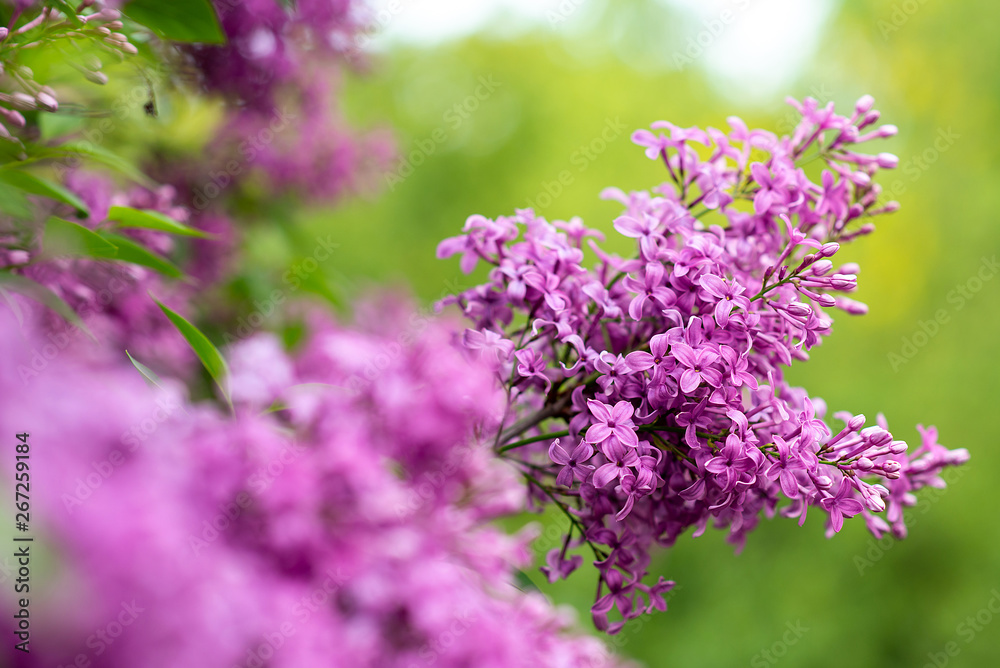 blooming lilacs on a tree. May flowers in the garden. spring Summer