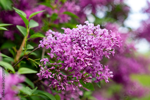 blooming lilacs on a tree. May flowers in the garden. spring Summer