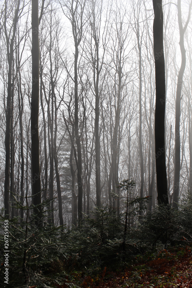 Forest fantasy fog landscape poland