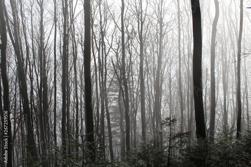 Forest fantasy fog landscape poland