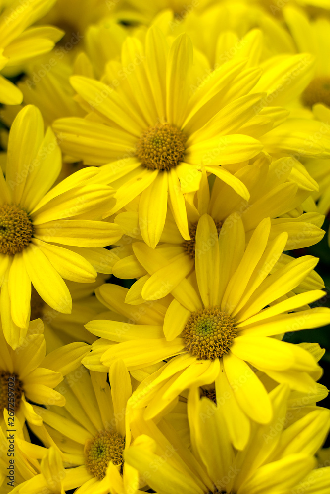 Background of yellow daisies - Golden Butterfly Marguerite Daisy