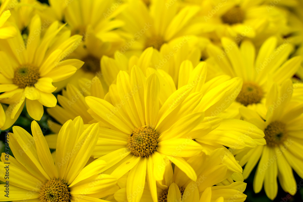 Fototapeta premium Background of yellow daisies - Golden Butterfly Marguerite Daisy
