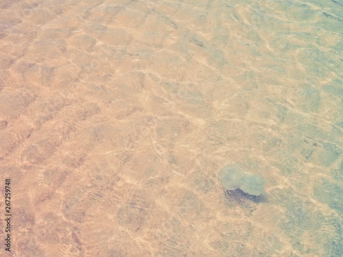 Jellyfish swimming in the ocean.