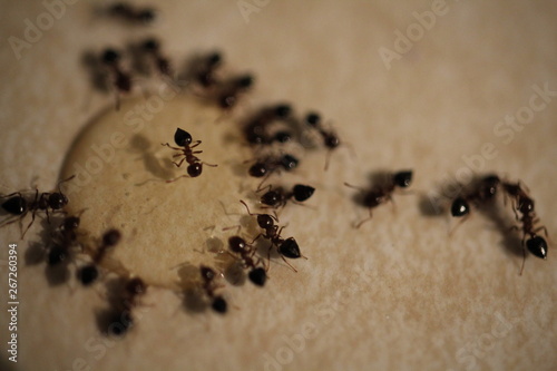 Small pavement ants on a kitchen counter feeding on homemade Borax ant control solution. photo