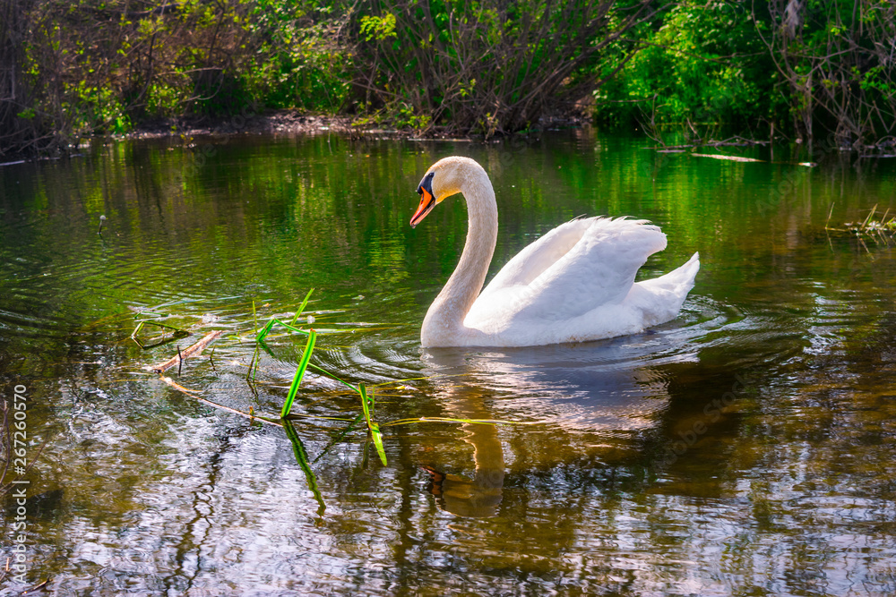 swan on the lake swan on the lake