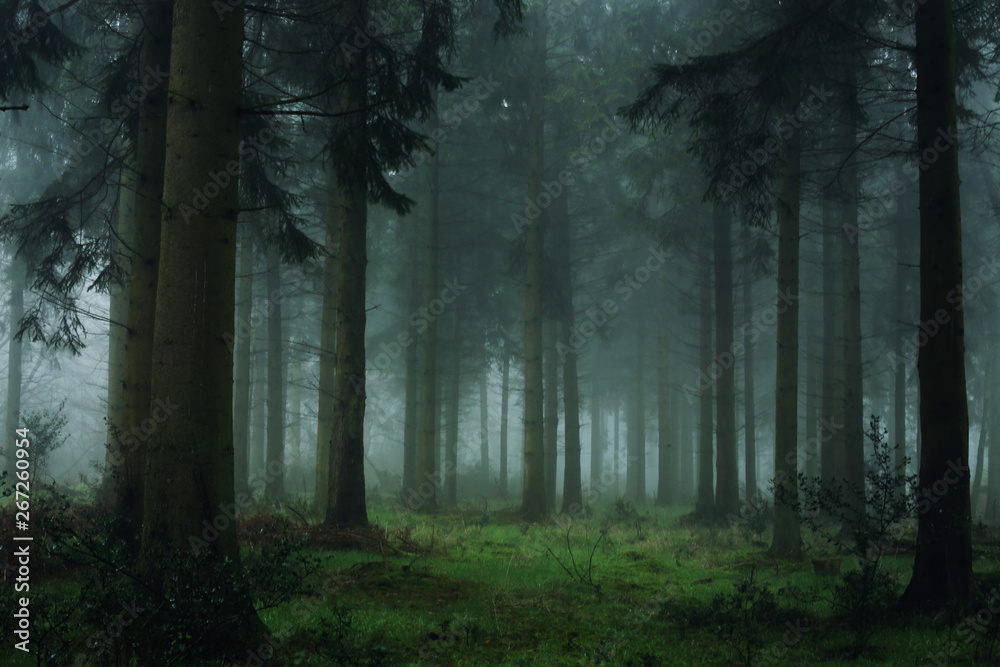 Fog at dawn Fog at dawn