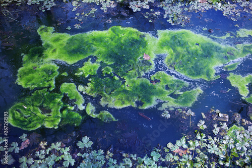 The surface of the pond is covered with green algae and moss.