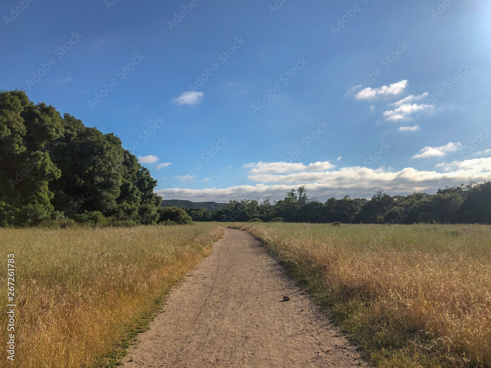 Natural green grass field in sunny day with dirt road pathway. Sandy road trail in green field. Spring season. Los Peñasquitos Canyon Preserve