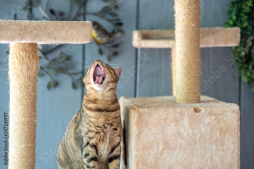 A beautiful, young tabby cat playing on a cat tower, with a blue wall in the background.
