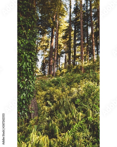 Fototapeta Naklejka Na Ścianę i Meble -  trees in the park