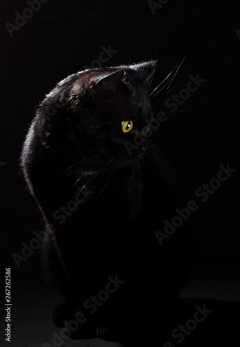 Fotografie Portrait of a black cat in studio on black wall background
