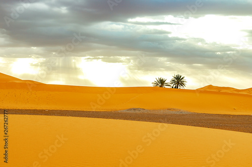 Sand dunes and palm in the Sahara Desert