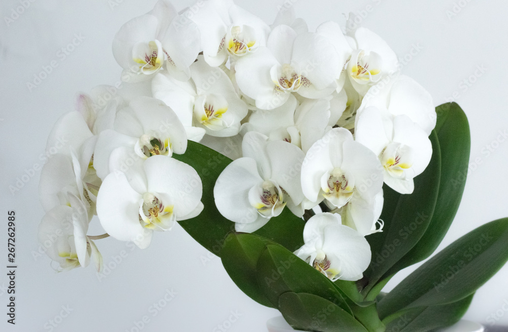 Fototapeta premium Białe naturalne orchidee z tłem
