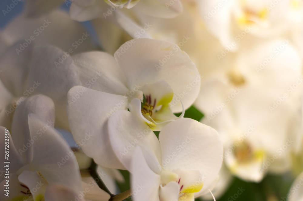 Fototapeta premium Weiße natürliche Orchideen mit Hintergrund
