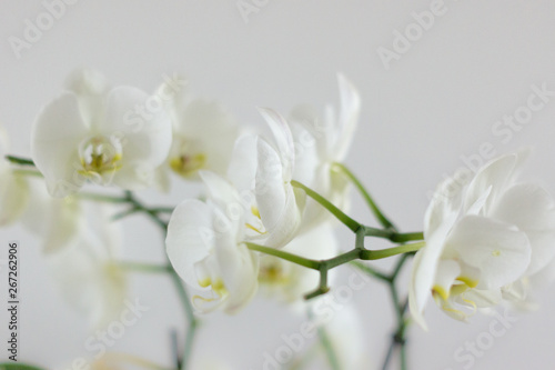 Wei  e nat  rliche Orchideen mit Hintergrund