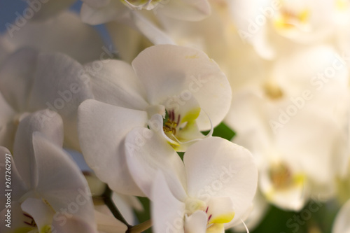 Wei  e nat  rliche Orchideen mit Hintergrund