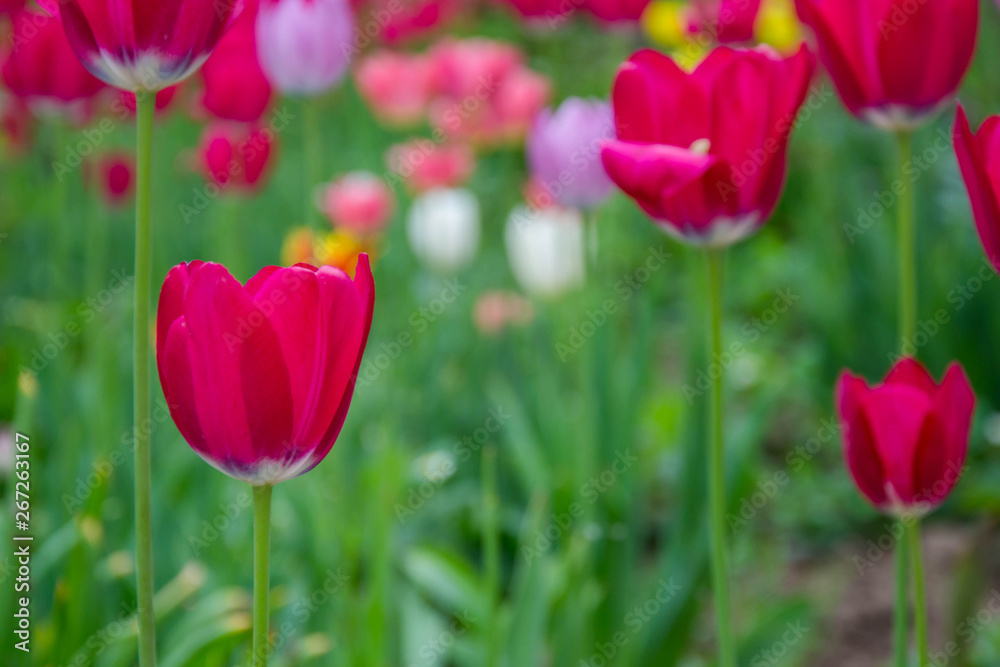 Close-up of a single tulip flower with blurred flowers as background, spring wallpaper, selective focus, colorful tulips field