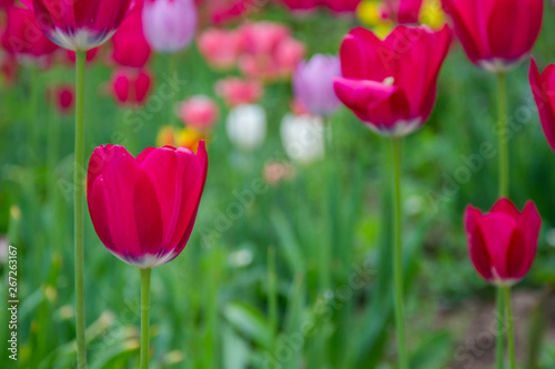 Close-up of a single tulip flower with blurred flowers as background  spring wallpaper  selective focus  colorful tulips field